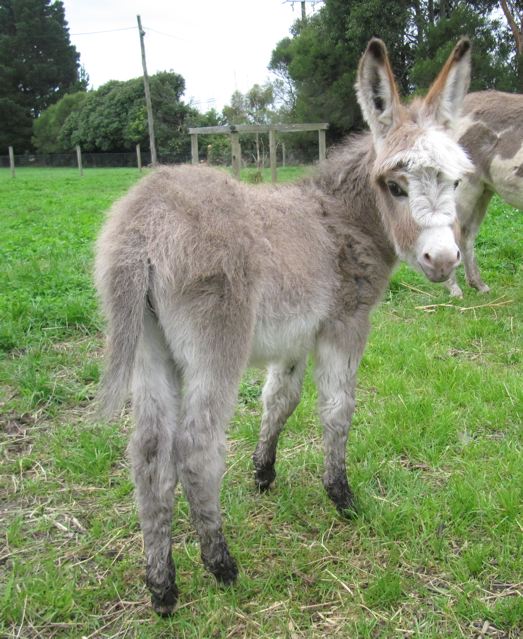 Beamer_med_mini_jack_foal_looking_backwards_photo