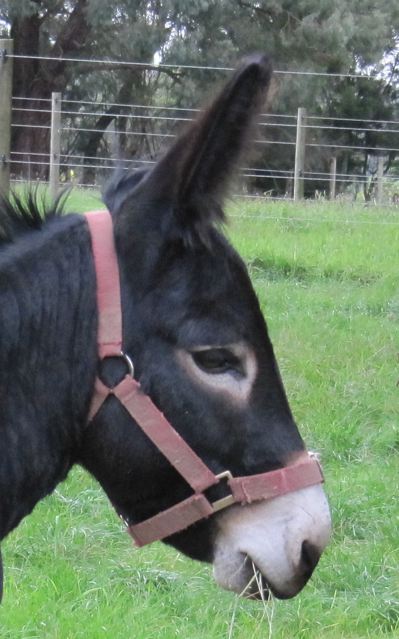 Black_Miniature_donkey_jack