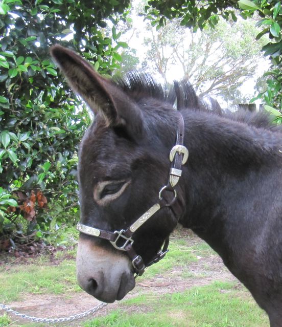 Black_miniature_donkey_jenny_head_photo