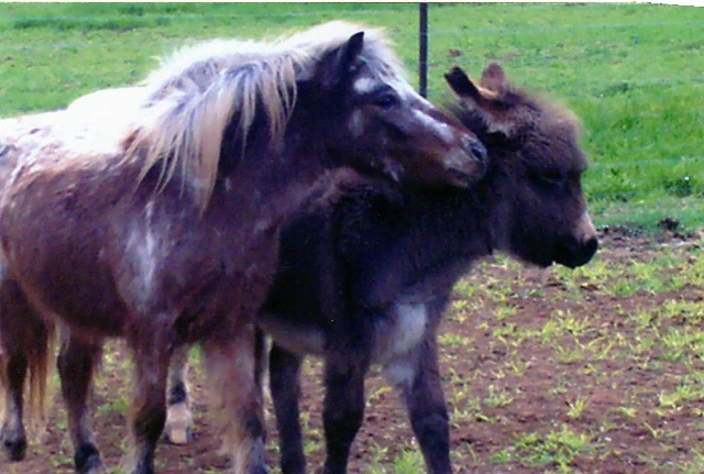 Bobby_miniature_DONKEY_Foal_with_a_Horse_photo