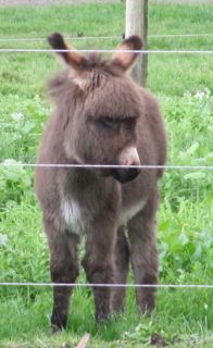 bobby_miniature_donkey_foal_for_sale_front_on