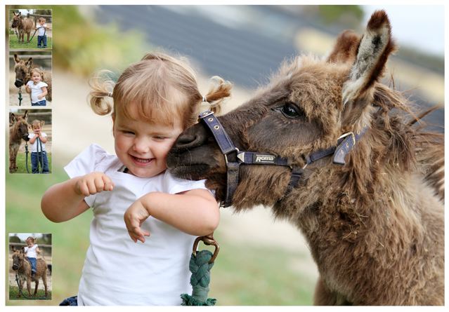 Chester_mini_donkey_foal_little_girl_photo_Poplargrove_stud