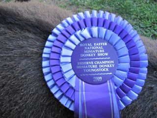 Classics_Rosette_NZ_Show