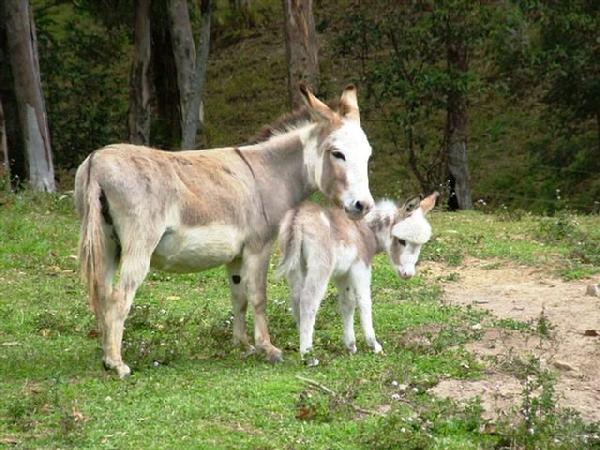 Copperas_Creek_Juliet_JEnny_With_Filly_foal