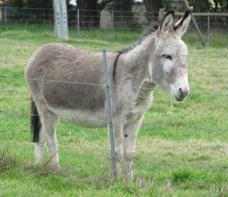 Poplargrove_Crystal_donkey_jenny_for_sale