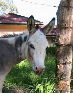 Daisy_Downs_Spotted_jenny_named_Poppy_At_Poplargrove_stud_photo