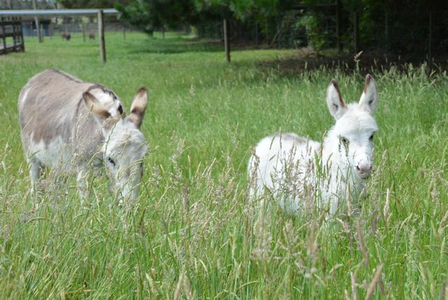 Daisy_Downs_spotted_Jenny_with_filly_foal_at_foot