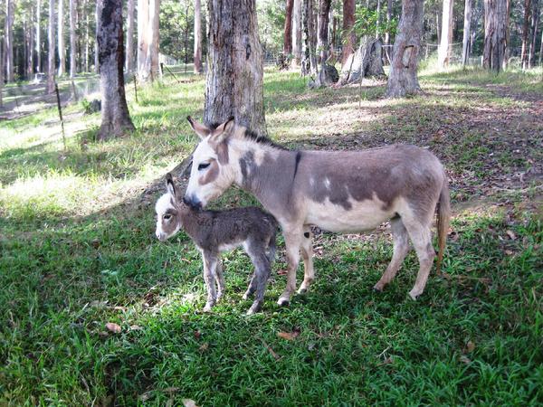 Diasey_Downs_spotted_Jenny_with_fily_foal_at_foot