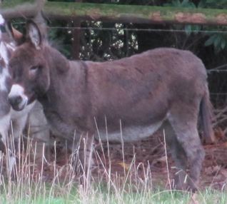 Grawood_Lady_miniature_donkey_jenny