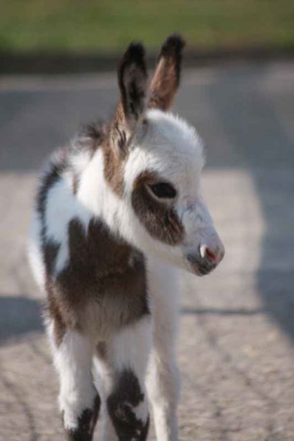 HHAA_Bells_n_Whistles_Dark_spotted_mini_donkey_filly_foal_Heikens_Ark_Napoleon_Daughter_front_on_photo
