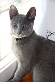 Max_Russian_Blue_Kitten