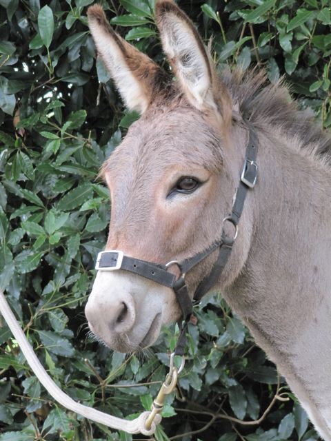 Mini_Donkey_Jack_profile