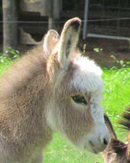 Spotted_jenny_miniature_donkey_foal