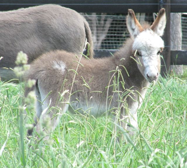 Inca_miniature_donkey_filly_foal_side_view_colored