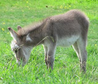 Inca_miniature_donkey_filly_foal