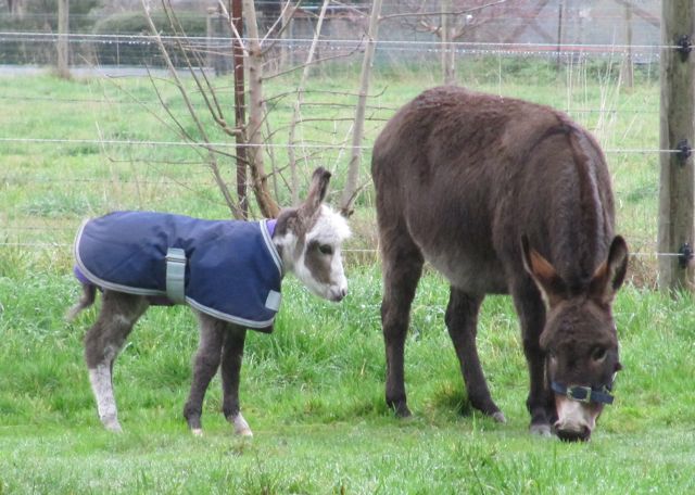 miniature_donkey_jenny_and_foal_in_dog_coat