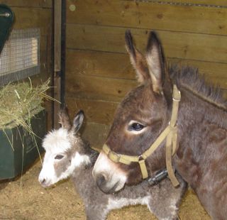 Miniature_donkey_jenny_with_colored_foal_profile
