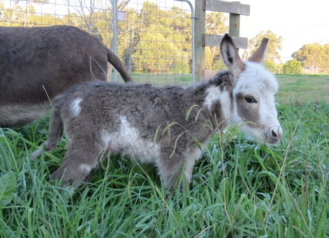 Jack_miniature_donkey_colored_foal