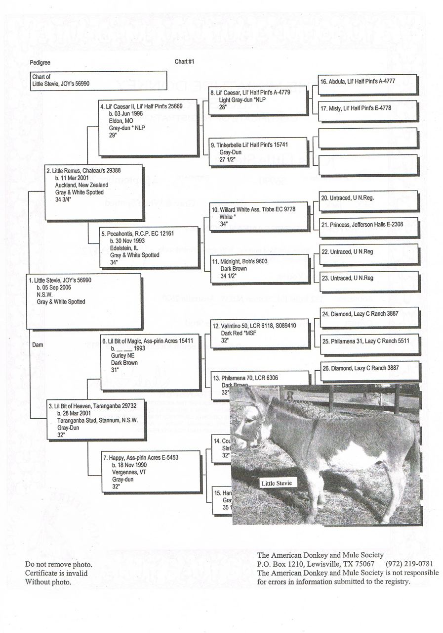 Joys_Little_stevie_pedigree