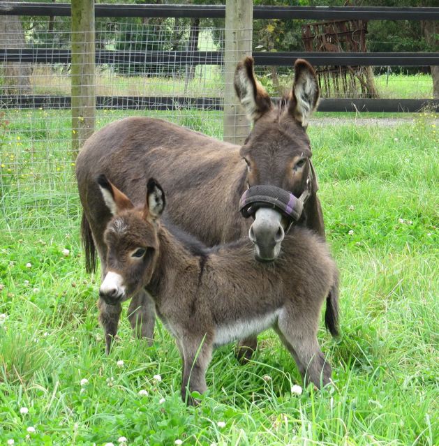 Lady_and_filly_foal_star