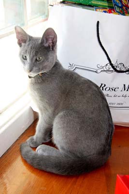 Russian_Blue_kitten_Max