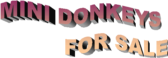 mini donkeys for sale banner