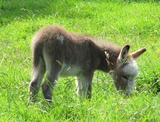 miniature_donkey_foal_Inca