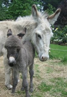 miniature donkey jenny and foal