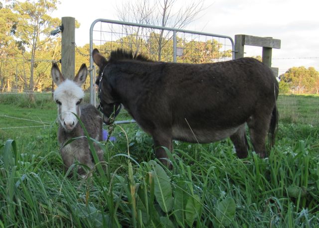 miniature_donkey_jenny_with_spotted_jack_foal