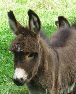 MorningStar_miniature_donkey_filly_foal_photo