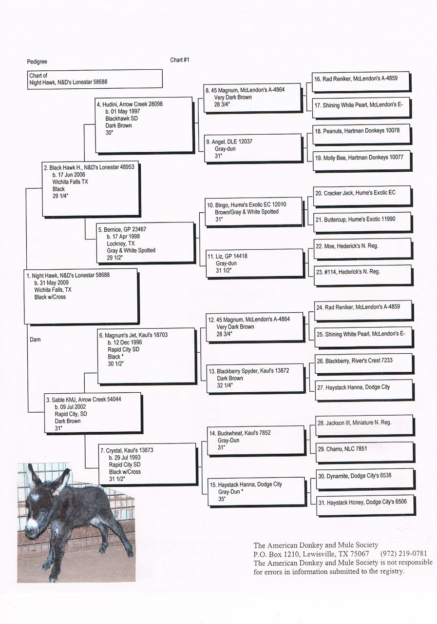 N&D's_Lonestar_Nighthawk_pedigree