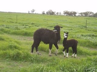 Tuxedo_female_Alpaca_for_sale