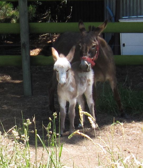 POPLARGROVE_LOVE_BANDITS_FIRST_MICRO_DONKEY_FILLY_FOAL_front_on_photo