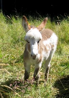 POPLARGROVE_LOVE_BANDITS_FIRST_MICRO_DONKEY_FILLY_FOAL_photo