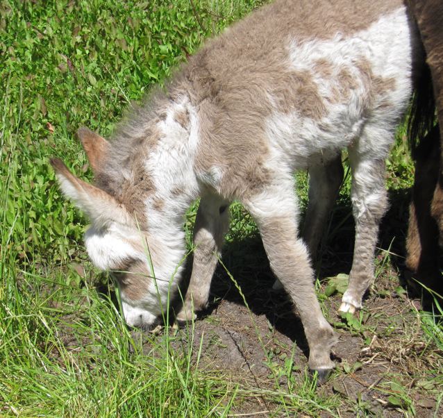POPLARGROVE_LOVE_BANDITS_FIRST_MICRO_DONKEY_FILLY_FOAL_smelling_dirt_photo