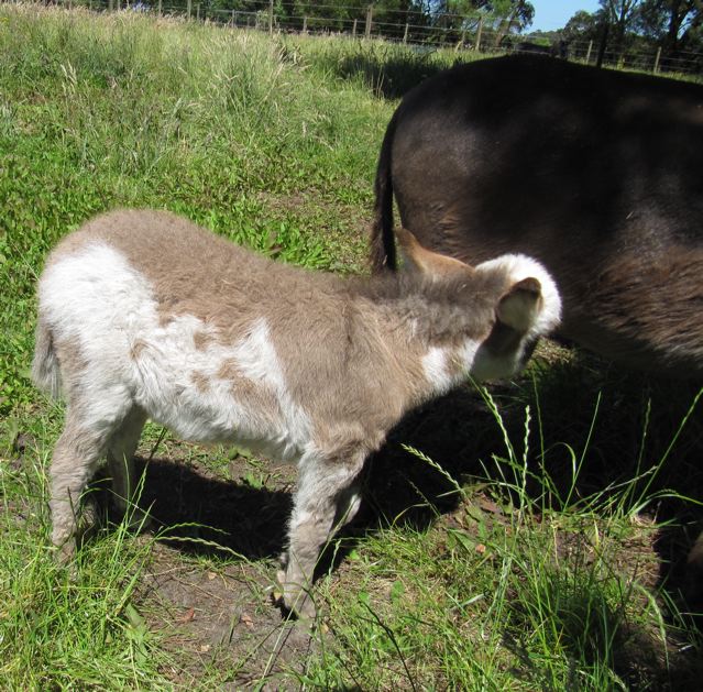 POPLARGROVE_LOVE_BANDITS_FIRST_MICRO_DONKEY_FILLY_FOAL_with_Ischia