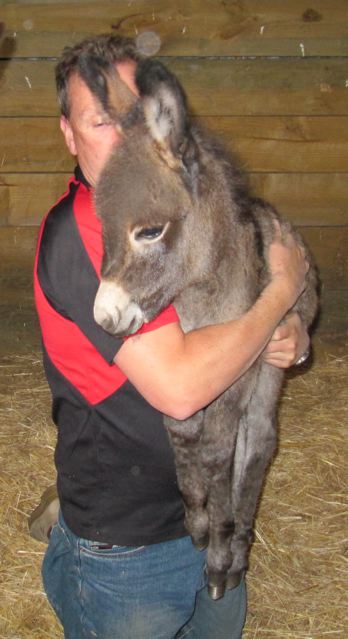 Peyter_and_jack_foal