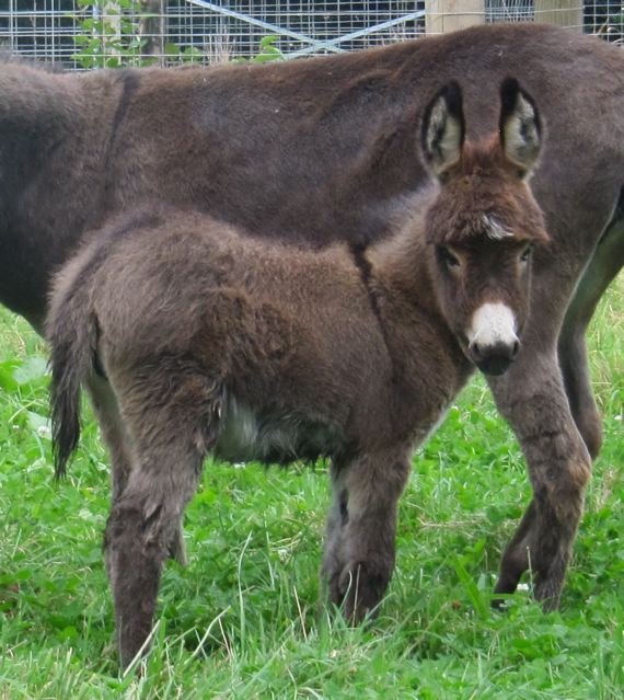 PoplarGroveStud_miniature_donkey_jenny_foal_photo