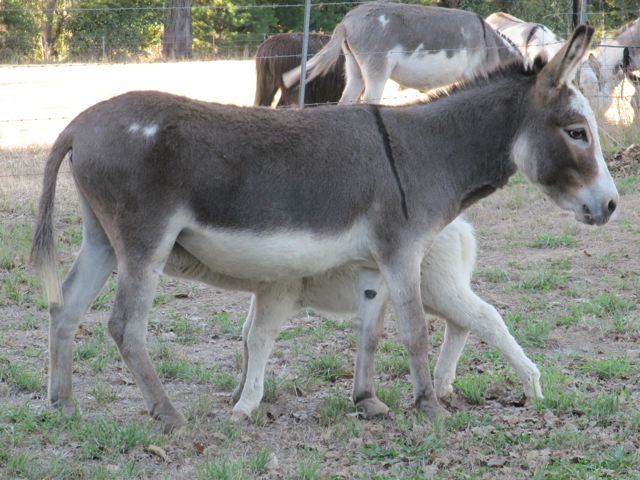 Poplargrove_Inca_brood_jenny_with_spotted_filly_foal_for_sale_2013_photo