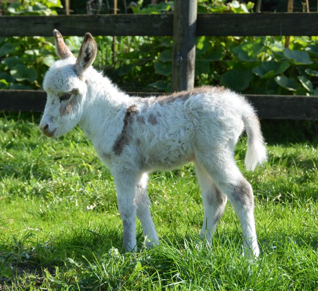 Poplargrove_Lily_Of_The_valley_Spotted_Filly_photo_LHS