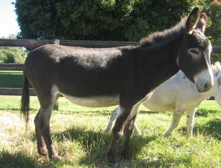 Poplargrove_Stud_small_standard_chocolate_jenny