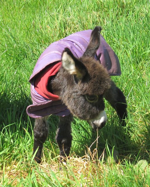 Poplargrove_Stud_micro_miniature_donkey_jack_foal_for_sale_photo.