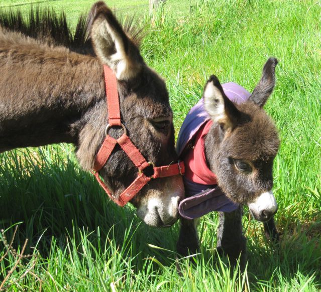 miniature_donkey_jack_foal_for_sale_with_Country_music_dam_photo.