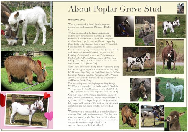 Poplargrove_Stud_photo_Of_the_donkeys_we_have_here_foals_woolies_micros_national_show_champions