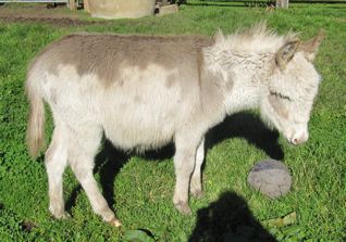 Rosie_Spotted_mini_jenny_foal_for_sale_Poplargrove_stud_Victoria_2011