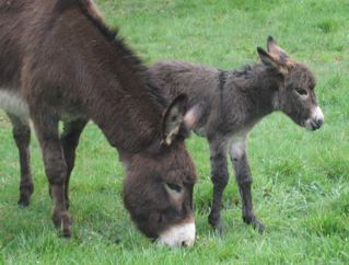 Ruby_and_Epona