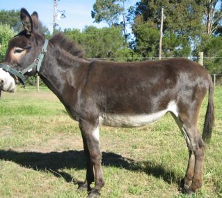 Donkey_Jenny_Poplargrove_Ruby