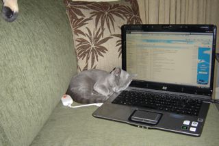 Russian blue Kitten