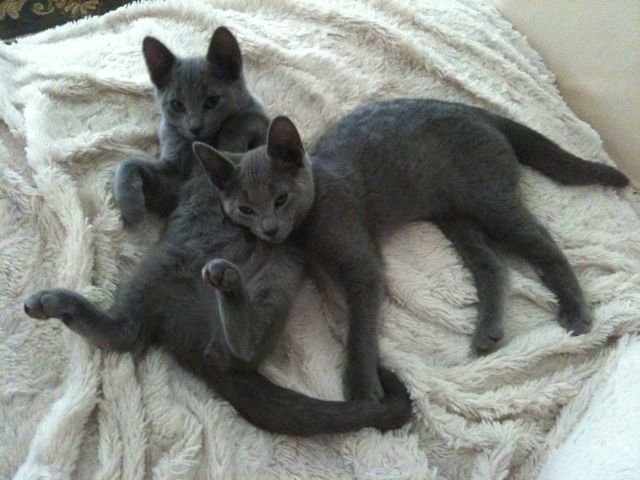 Russian_Blue_kittens_sleeping