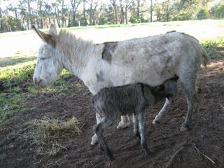 Spotty's_first_foal